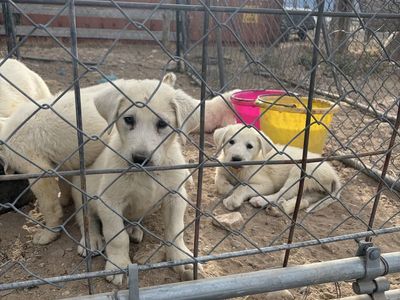 Akbash Pyrenees Cross