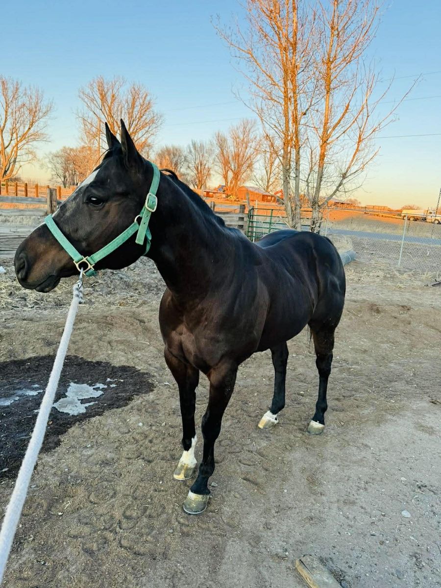 5 Year Old Gelding