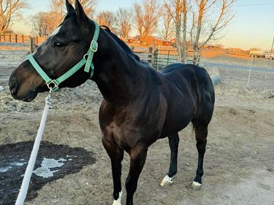 5 Year Old Gelding