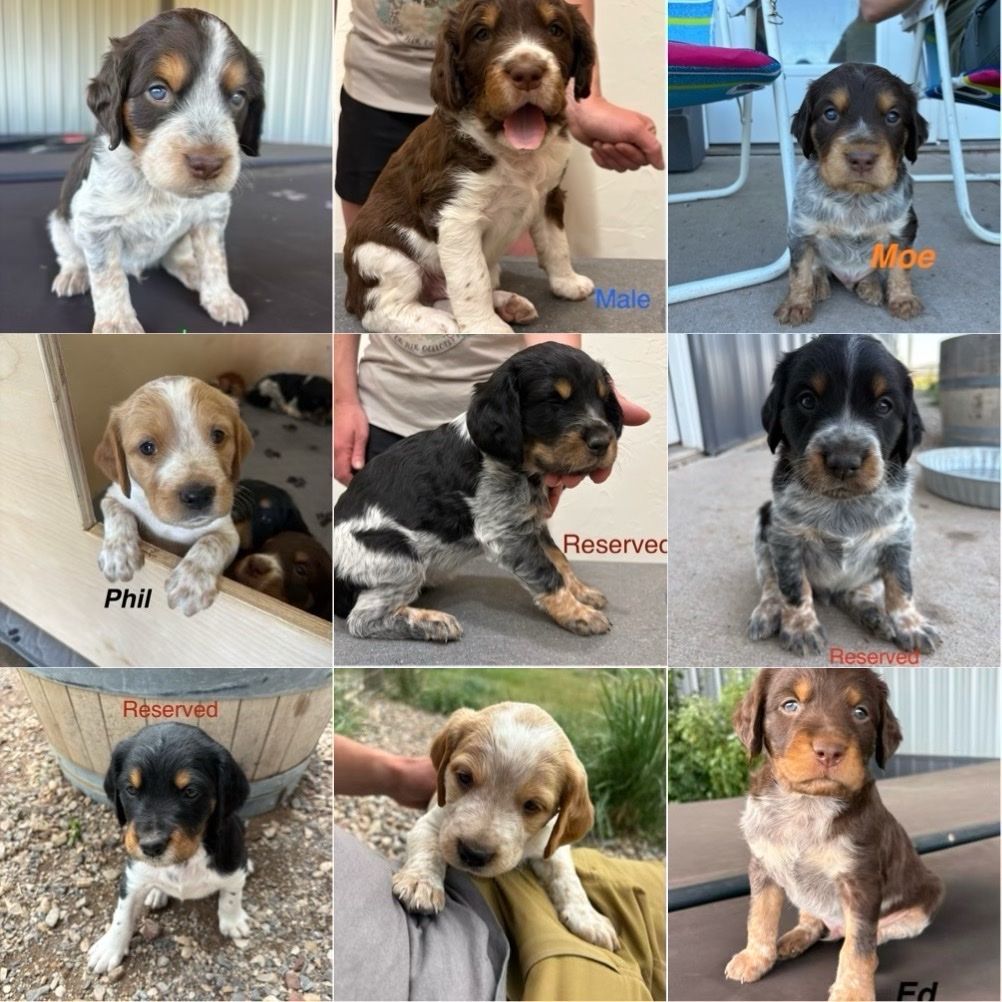 Purebred French Brittany Puppies - Ready Aug 5th