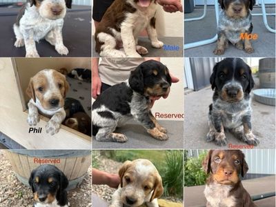Purebred French Brittany Puppies - Ready Aug 5th
