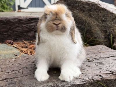 Holland Lop Buck