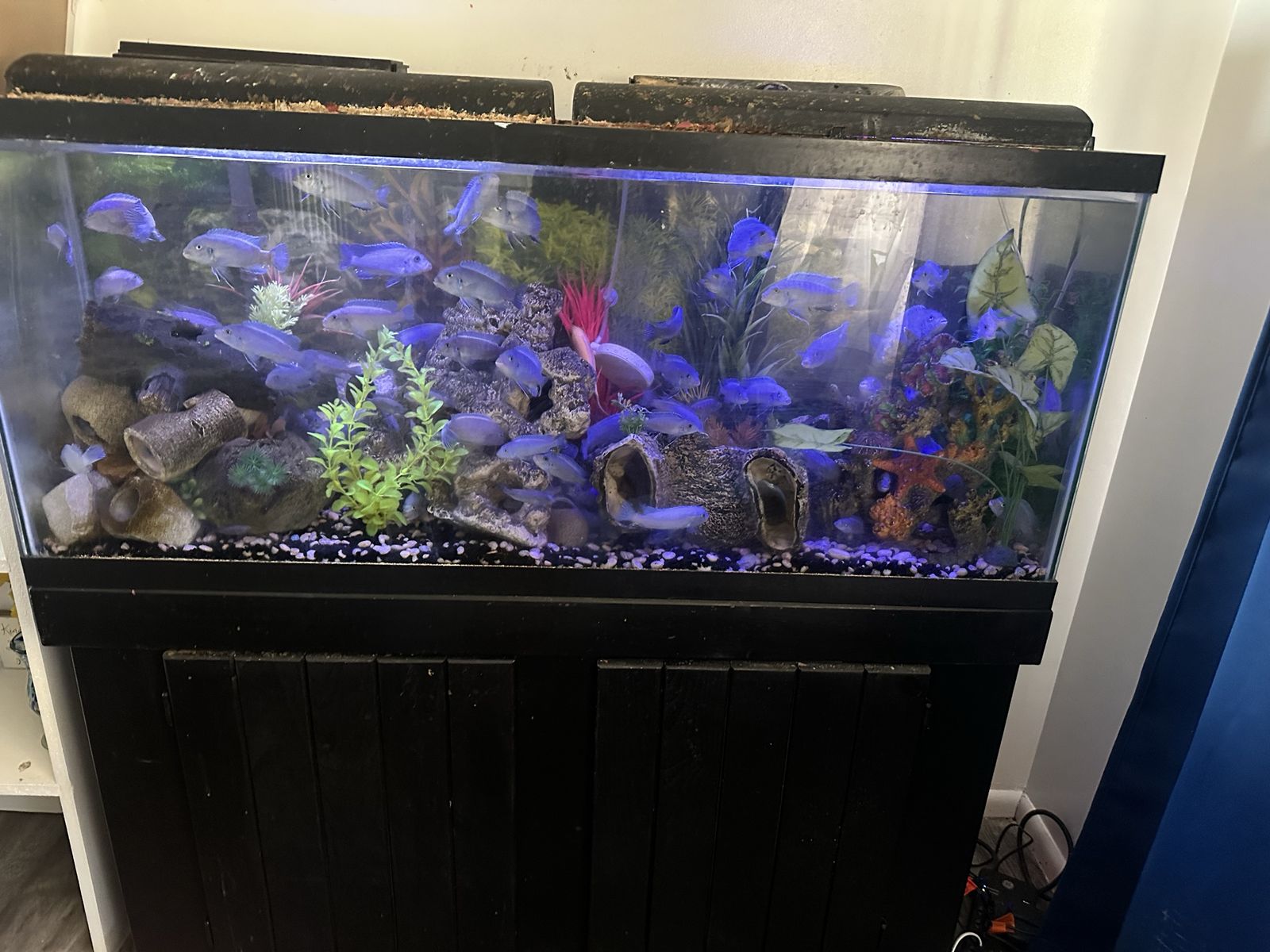 Cichlid fish