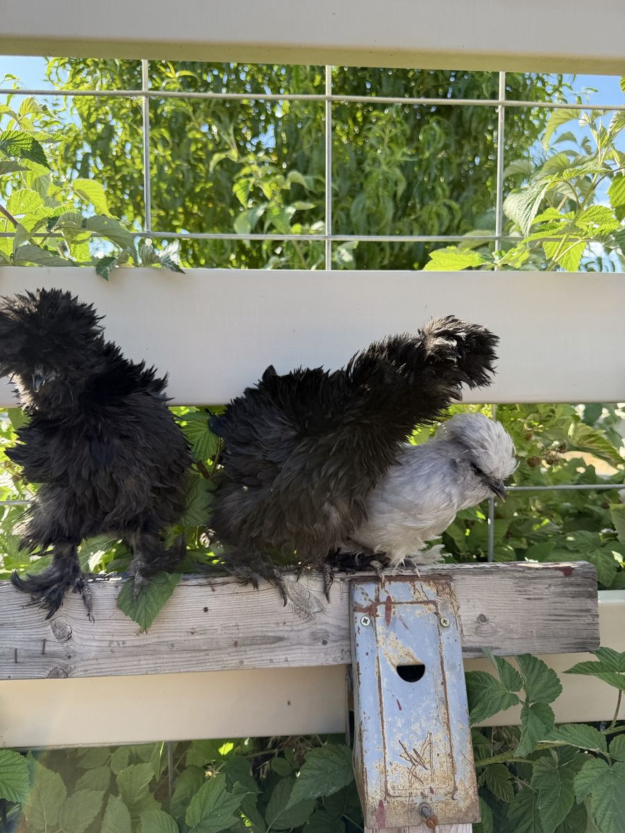 Silkies