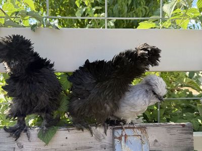 Silkies