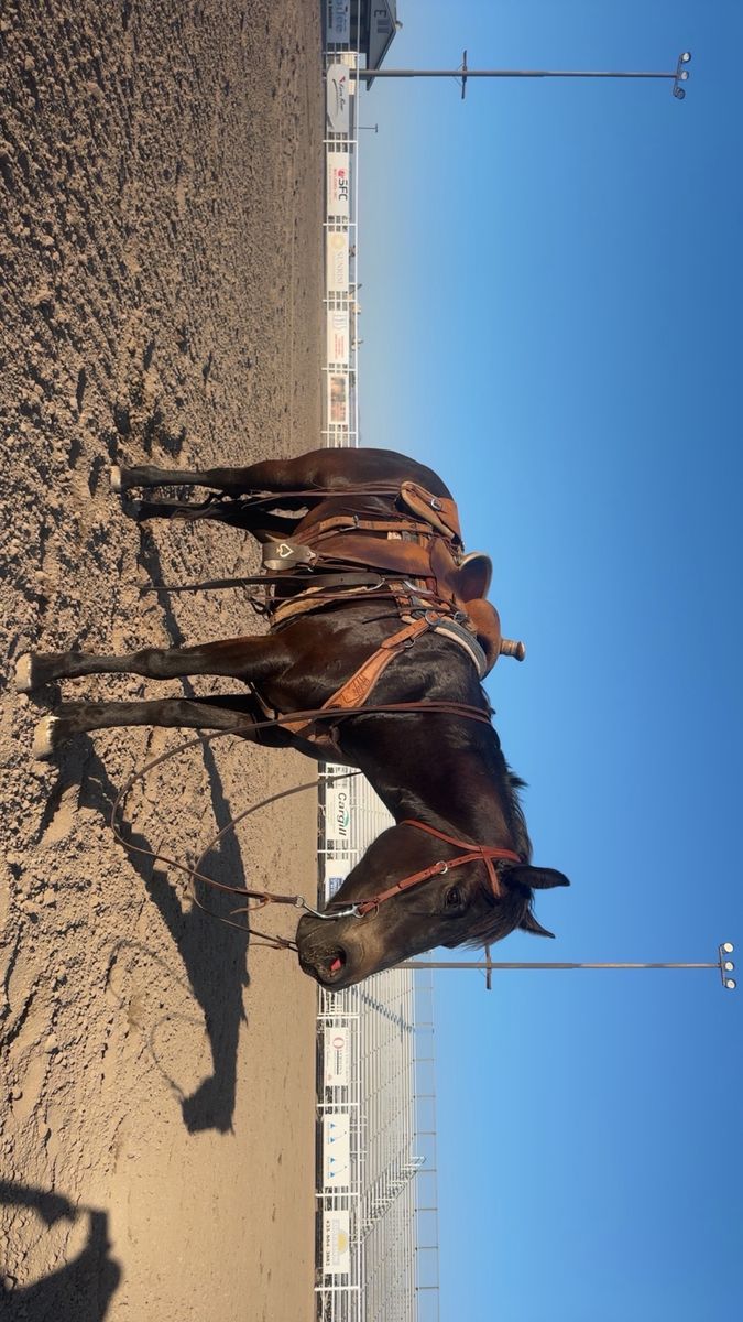 5yo mare