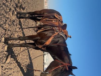 5yo mare