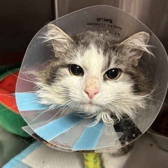 Hello my name is Laz