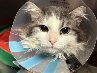 Hello my name is Laz