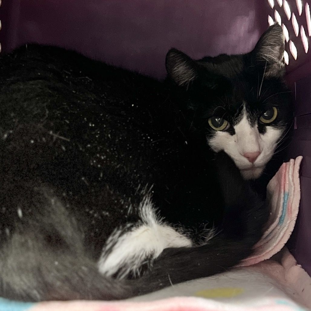 Hello my name is Patience