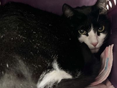 Hello my name is Patience