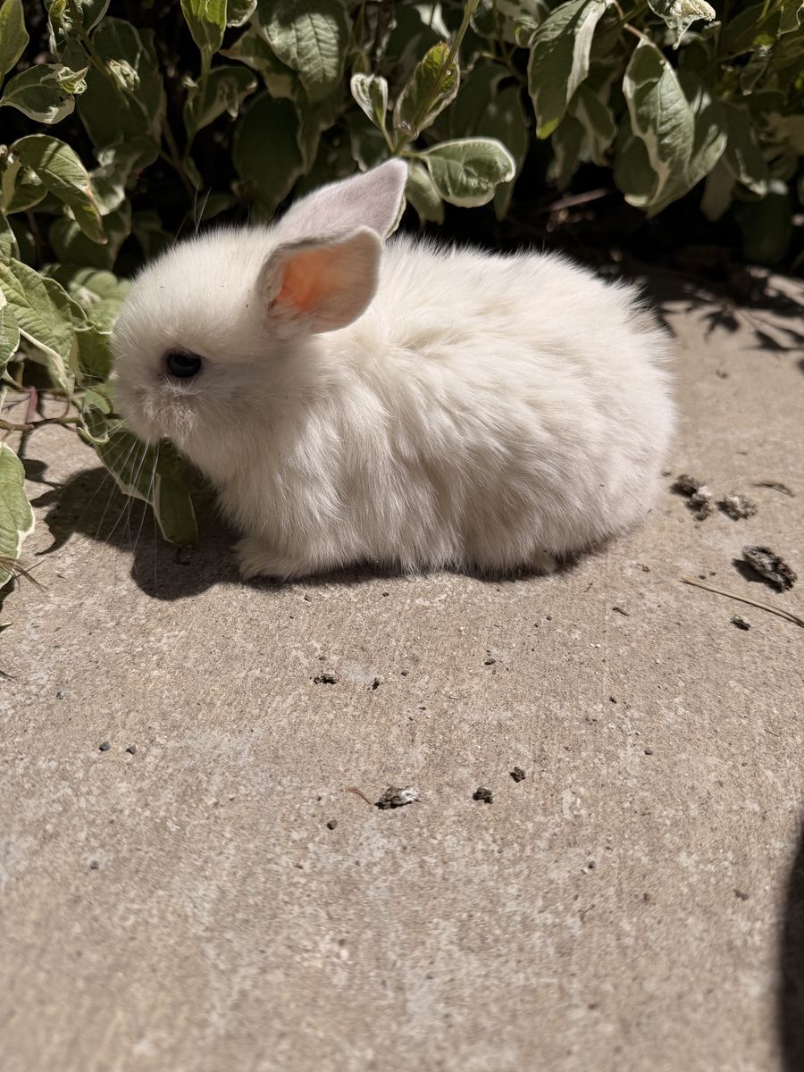 6 Holland Lop- Pedigreed - VM/VC litter trained babies, ready to go home June 15th