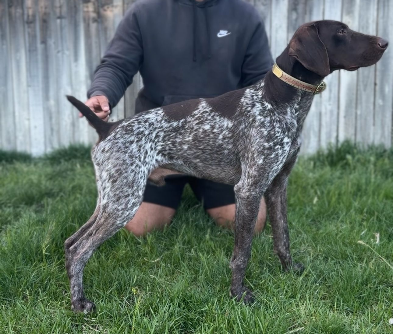 German Shorthaired Pointer Puppies.