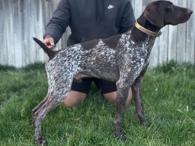 German Shorthaired Pointer Puppies.
