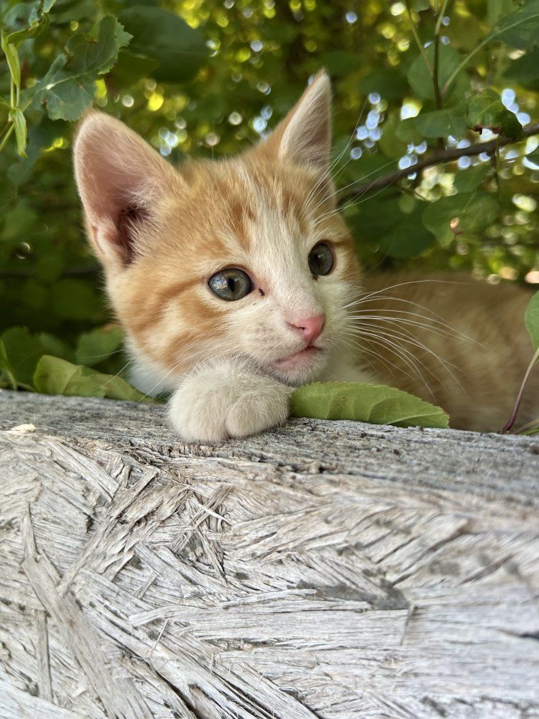 Adorable kittens