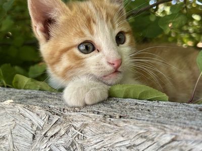 Adorable kittens