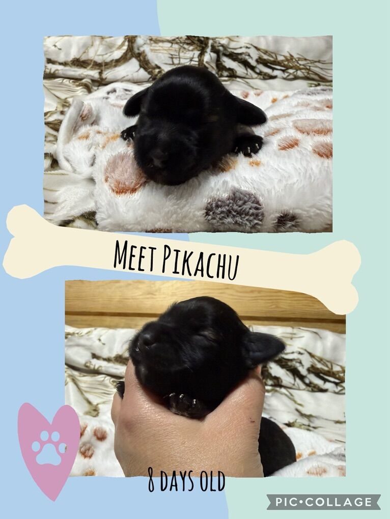 Mini schnauzer Puppies