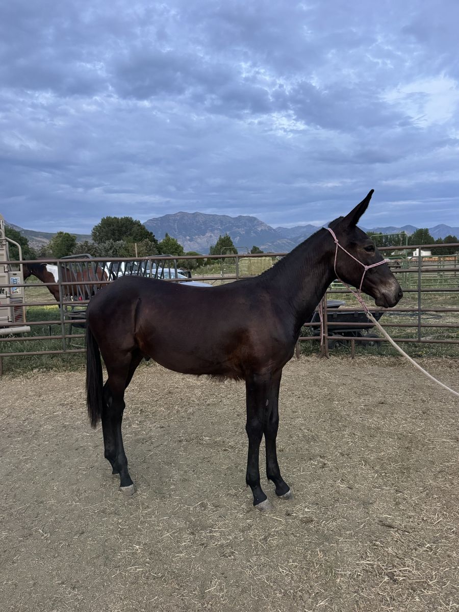 Yearling John Mule