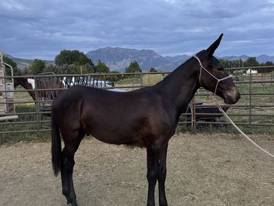 Yearling John Mule