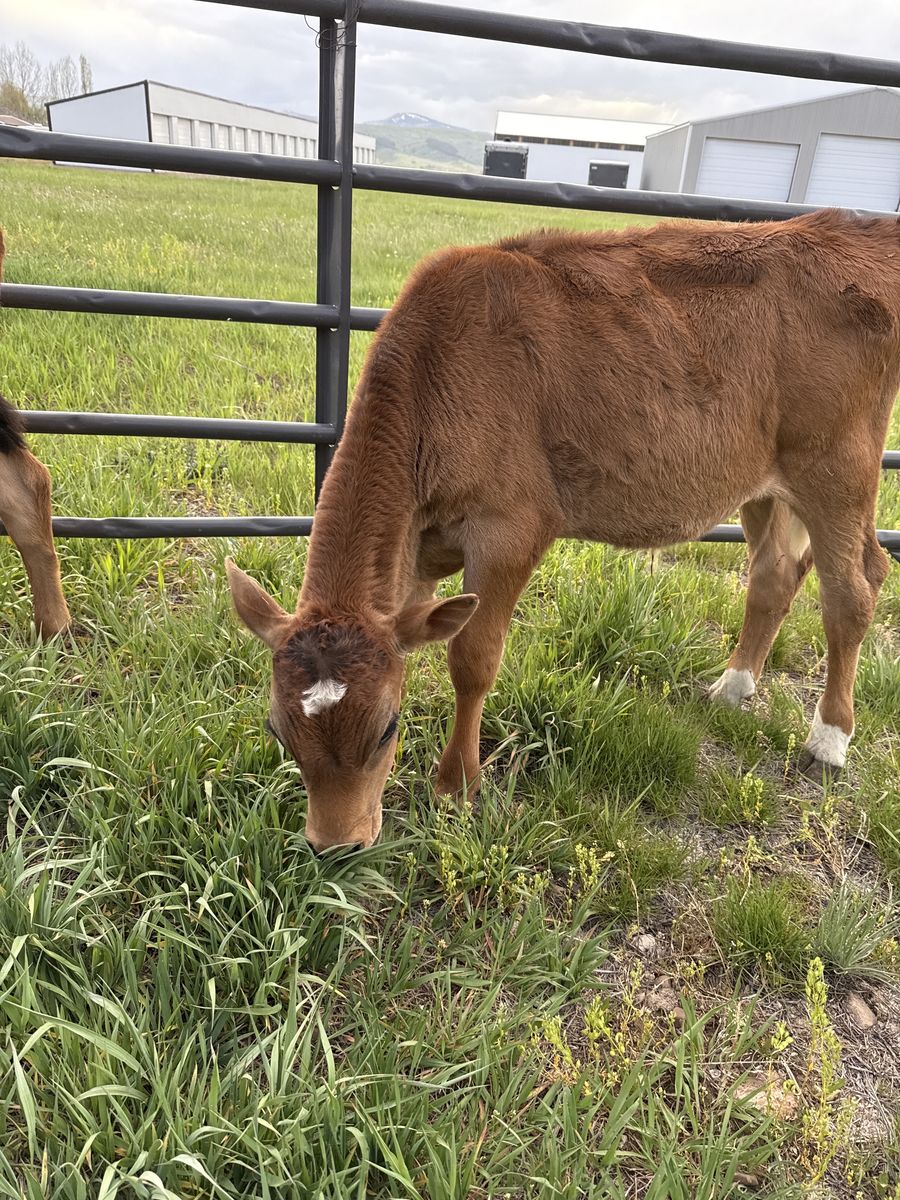 Jersey Calf