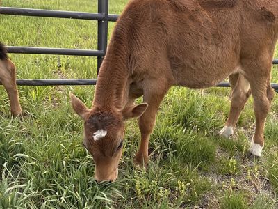 Jersey Calf