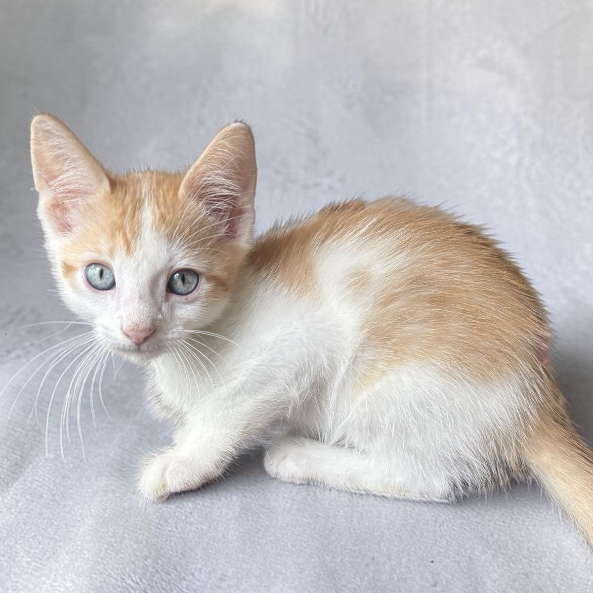 Playful Vaccinated Blue-Eyed Orange & White Male Kitten