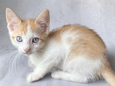 Playful Vaccinated Blue-Eyed Orange & White Male Kitten