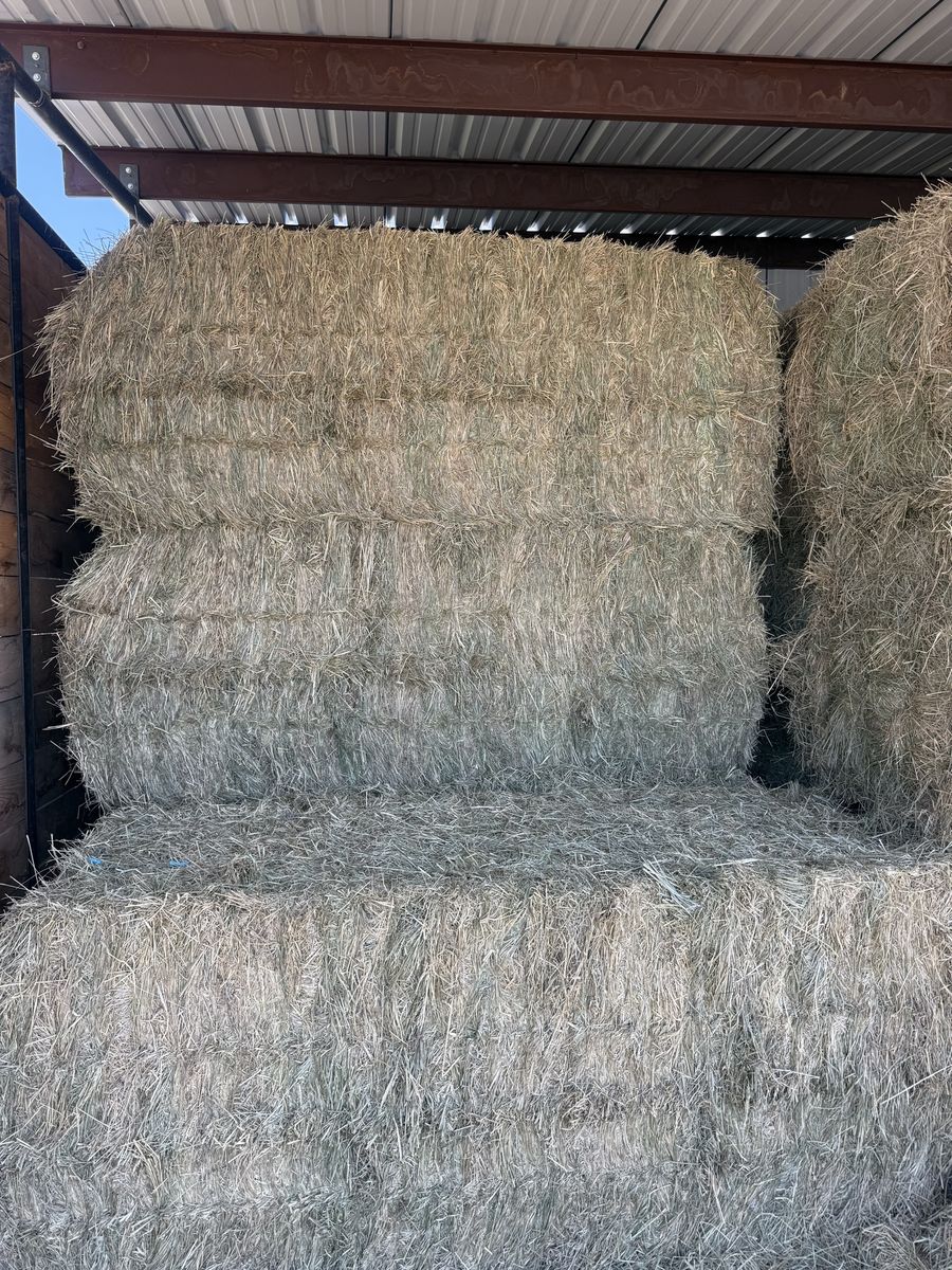 Grass hay