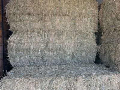 Grass hay