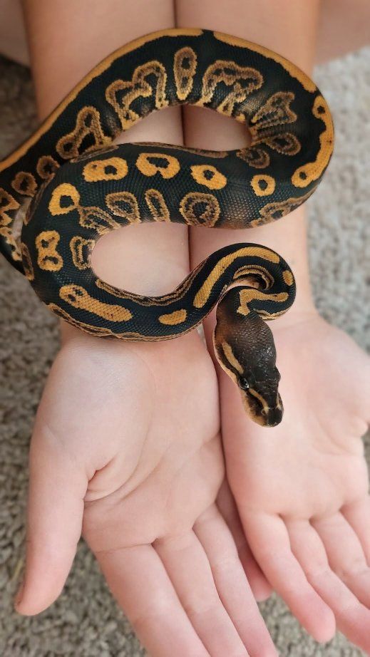 Female Black Pastel Orange Dream get pied Ball Python Snake