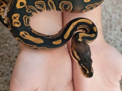 Female Black Pastel Orange Dream get pied Ball Python Snake