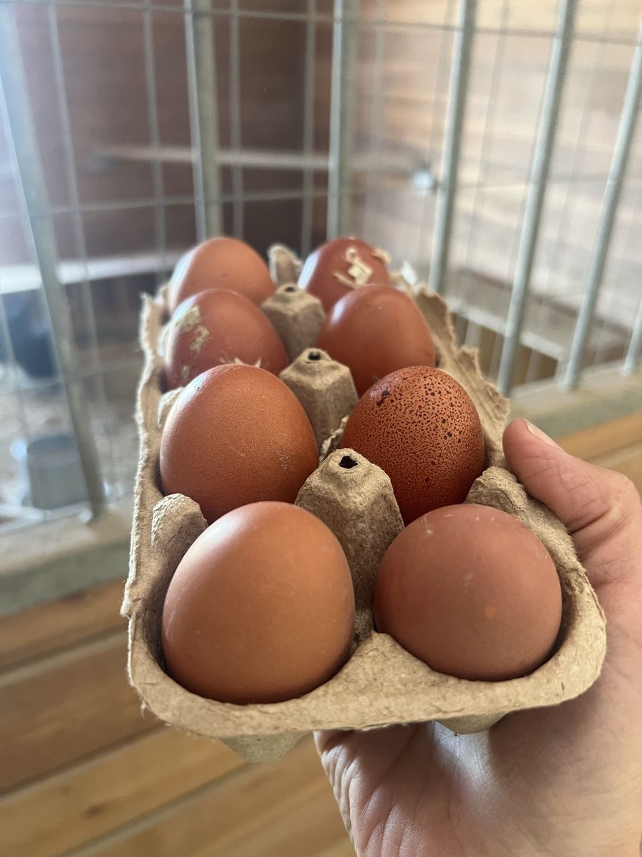 Farm Fresh eggs (daily)