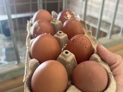 Farm Fresh eggs (daily)