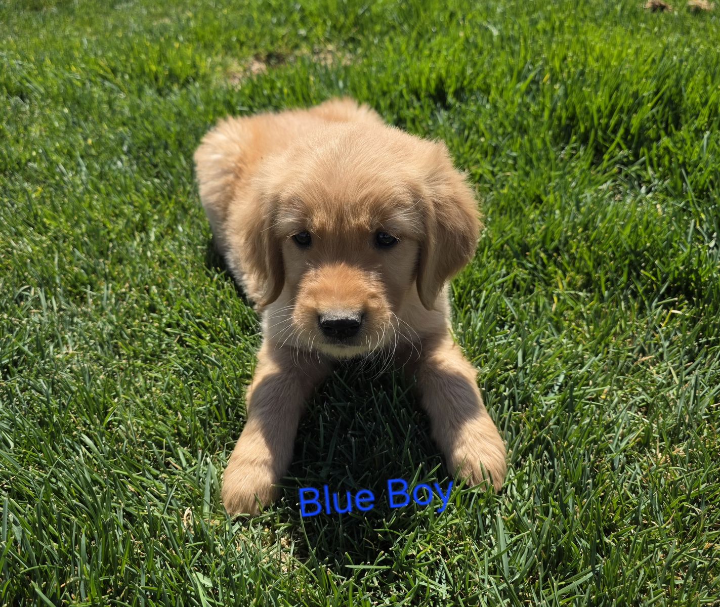 AKC Golden Retriever Puppies