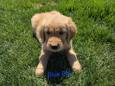 AKC Golden Retriever Puppies