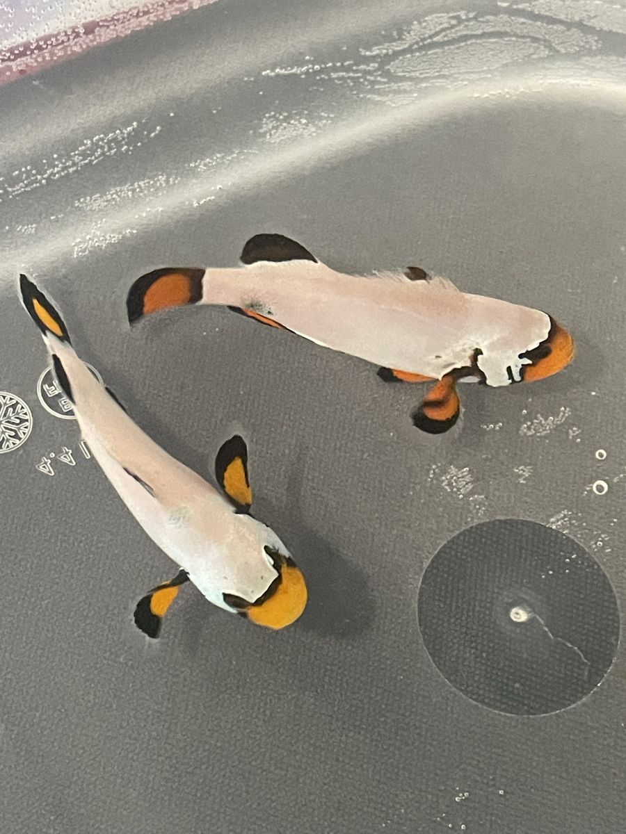 2 Frostbite clownfish for sale!