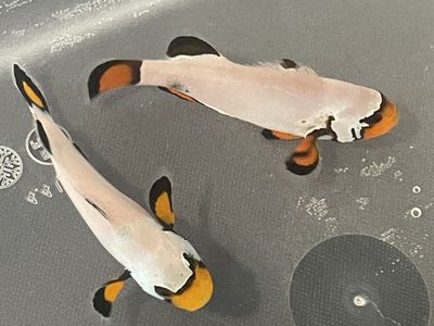 2 Frostbite clownfish for sale!