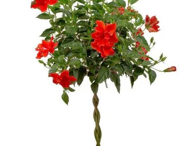 $40 Br+aided Hibiscus tropical flower tree