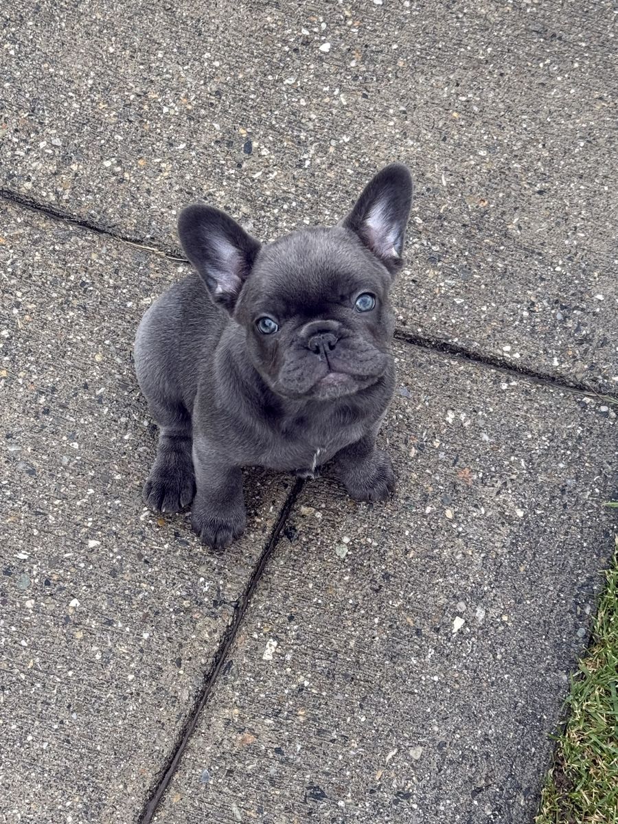 Female Lilac French Bulldog