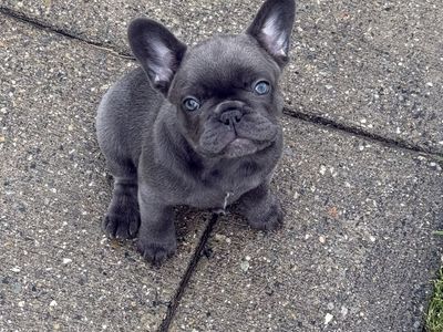 Female Lilac French Bulldog