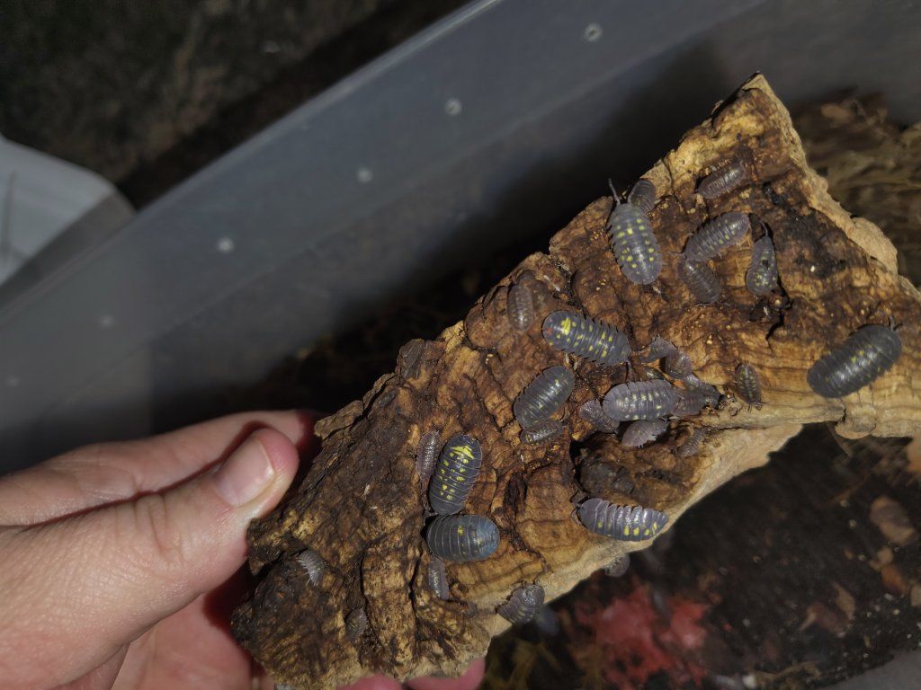 Isopods clean up crews!