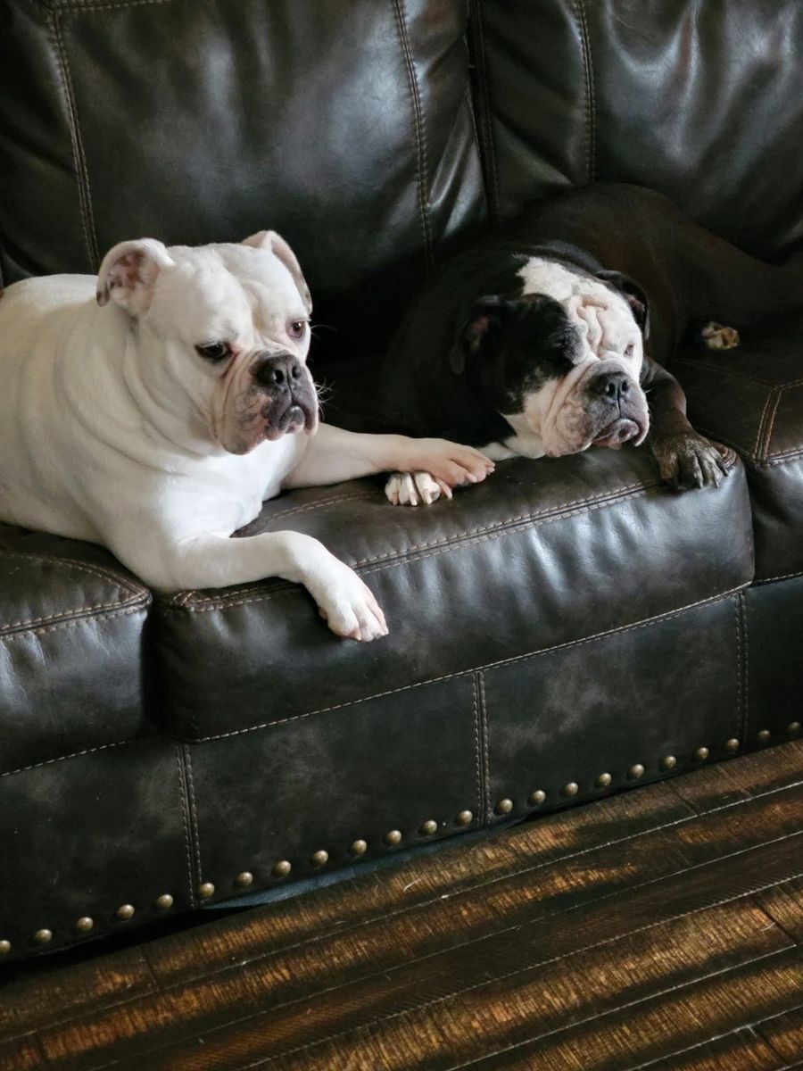 English Bulldogs