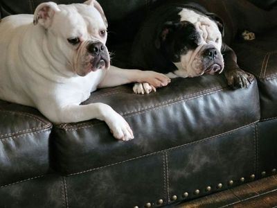 English Bulldogs