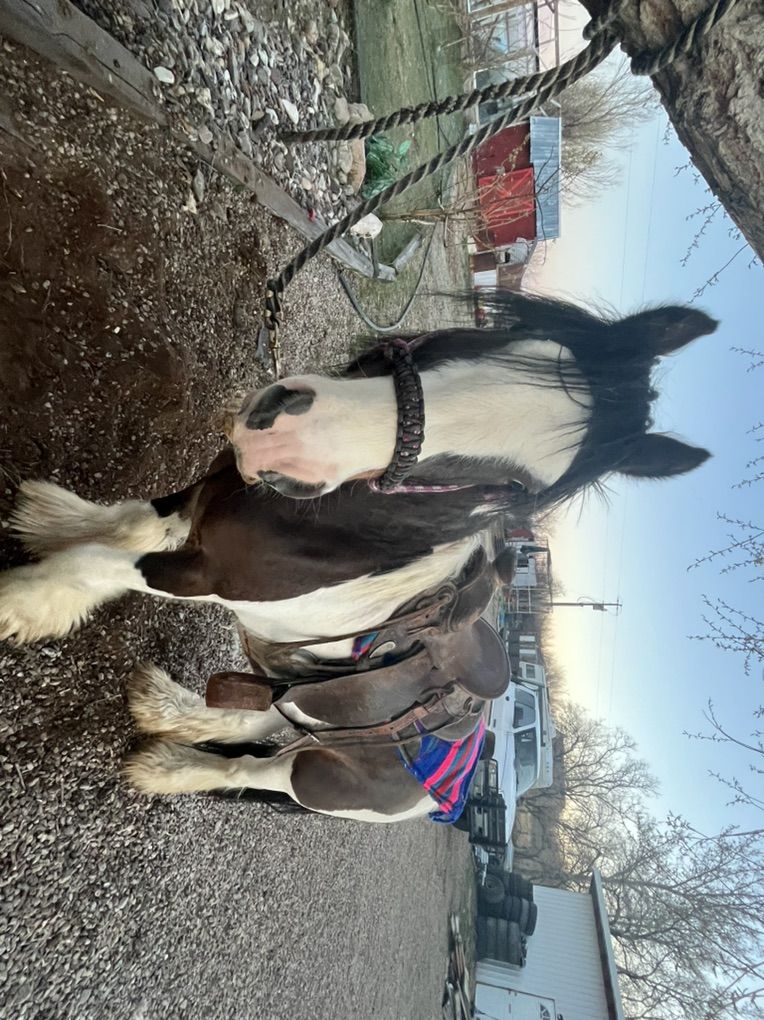 Registered Gypsy Vanner Stud