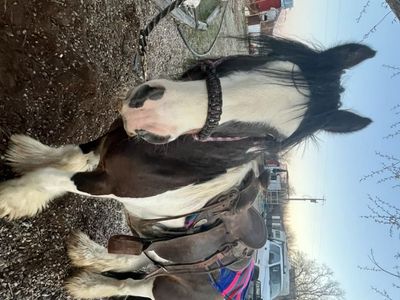 Registered Gypsy Vanner Stud