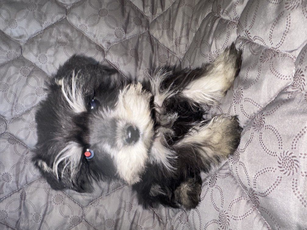 purebred miniature Schnauzer  blue eyes