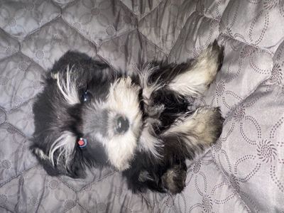 purebred miniature Schnauzer blue eyes