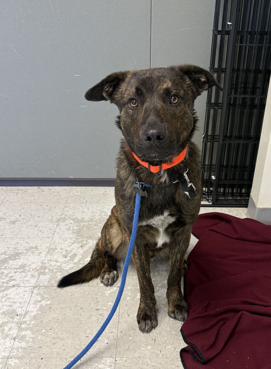 A161662 Naveen is Available for Adoption!