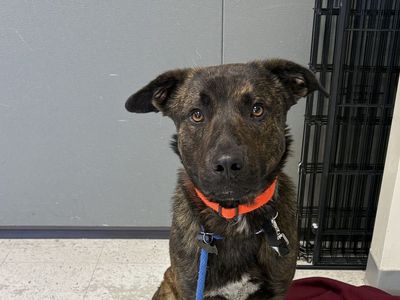 A161662 Naveen is Available for Adoption!