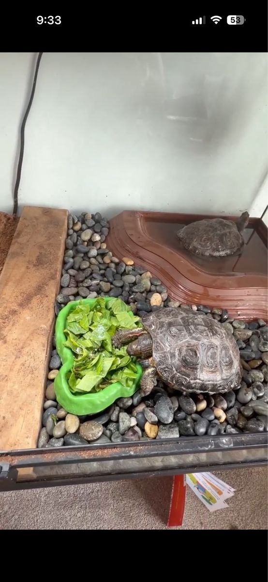 “Box turtles” actually Ornate wood turtles for sale